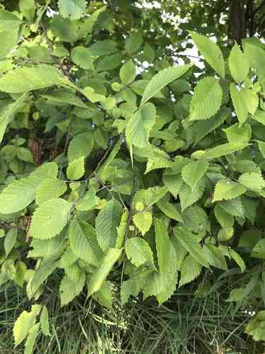 Slippery elm(Ulmus rubra)