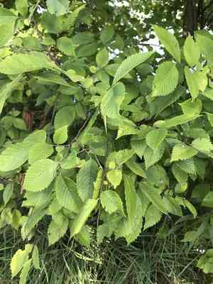 Slippery elm(Ulmus rubra)