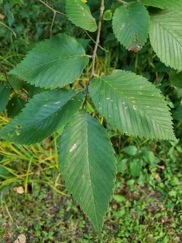 Slippery elm(Ulmus rubra)