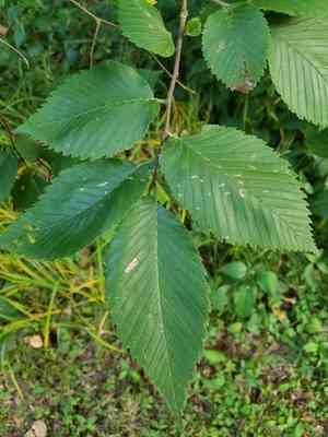 Slippery elm(Ulmus rubra)