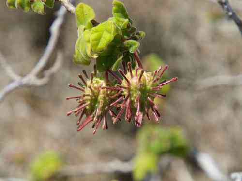 Mouse trap tree(Uncarina grandidieri)