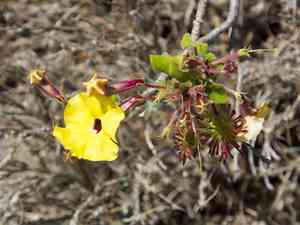 Mouse trap tree(Uncarina grandidieri)