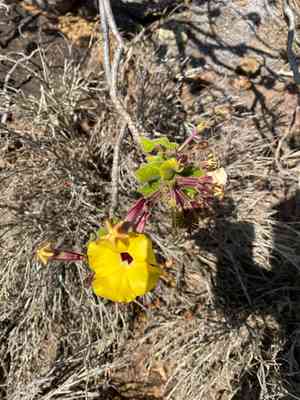 Mouse trap tree(Uncarina grandidieri)