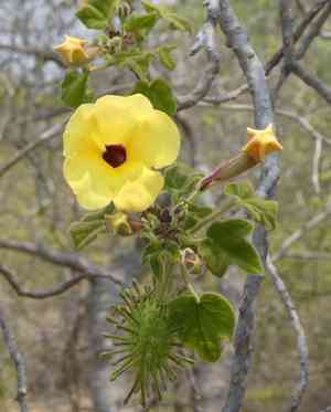 Mouse trap tree(Uncarina grandidieri)