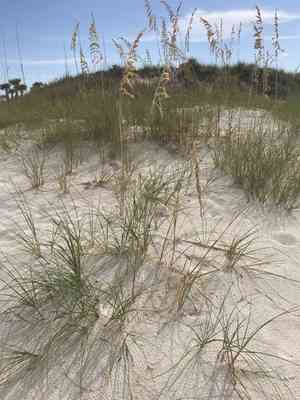 Sea oats(Uniola paniculata)