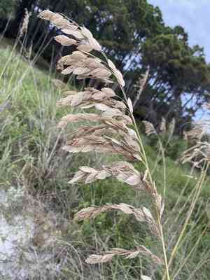 Sea oats(Uniola paniculata)