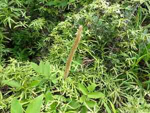 Cat's tail plant(Uraria crinita)