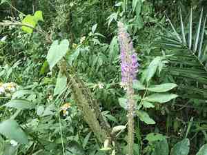 Cat's tail plant(Uraria crinita)