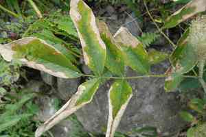 Cat's tail plant(Uraria crinita)