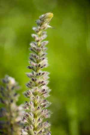 Cat's tail plant(Uraria crinita)