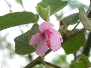 Caesarweed(Urena lobata)