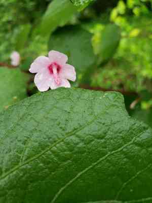 Caesarweed(Urena lobata)