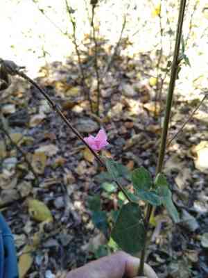 Caesarweed(Urena lobata)