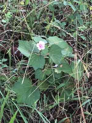 Caesarweed(Urena lobata)
