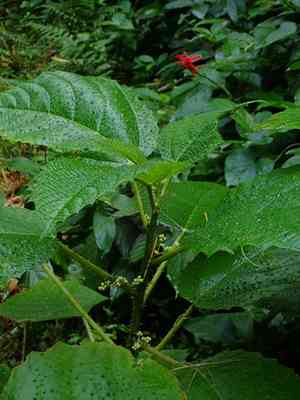 Nettle tree(Urera baccifera)