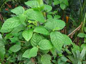 Nettle tree(Urera baccifera)