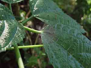 Nettle tree(Urera baccifera)