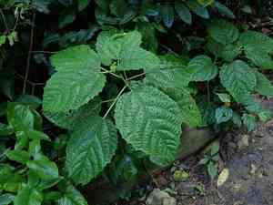 Nettle tree(Urera baccifera)