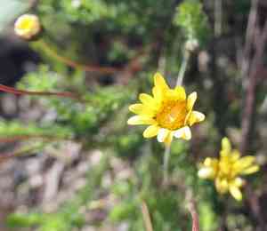Ursinia dentata(Ursinia dentata)