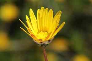 Ursinia dentata(Ursinia dentata)