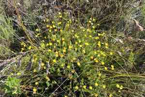 Ursinia dentata(Ursinia dentata)