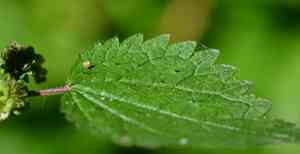 Heartleaf nettle(Urtica chamaedryoides)