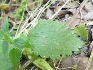 Heartleaf nettle(Urtica chamaedryoides)