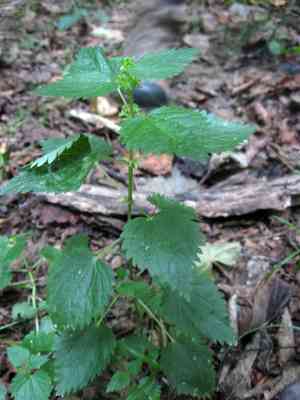 Heartleaf nettle(Urtica chamaedryoides)