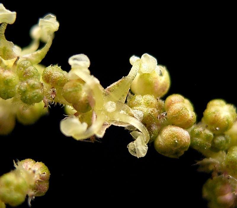 Stinging nettle