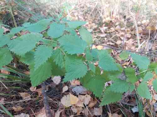 Stinging nettle(Urtica dioica)