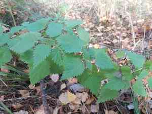 Stinging nettle(Urtica dioica)