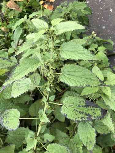 Stinging nettle(Urtica dioica)