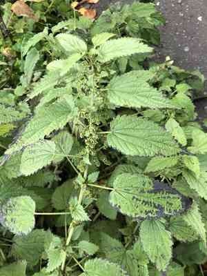 Stinging nettle(Urtica dioica)