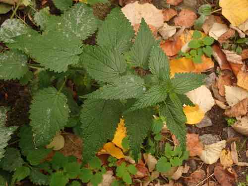 Stinging nettle(Urtica dioica)
