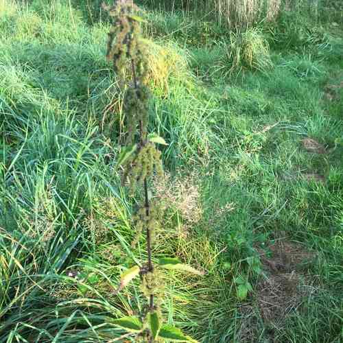 Stinging nettle(Urtica dioica)