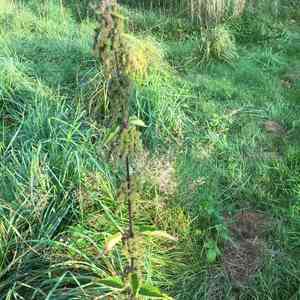 Stinging nettle(Urtica dioica)