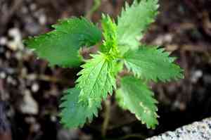 Small Nettle(Urtica urens)
