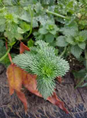 Small Nettle(Urtica urens)