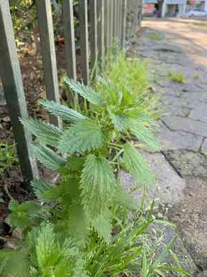 Small Nettle(Urtica urens)