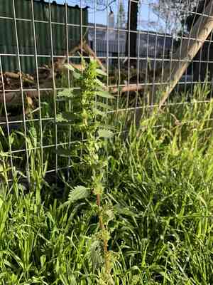 Small Nettle(Urtica urens)