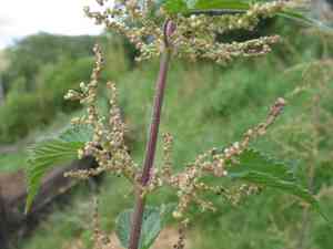 Urtica (Urtica)(Urtica)