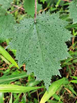 Urtica (Urtica)(Urtica)