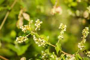 Apaac(Urvillea ulmacea)