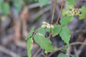 Apaac(Urvillea ulmacea)