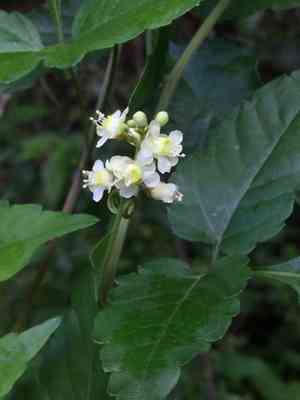 Apaac(Urvillea ulmacea)