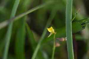 Bladderwort(Utricularia bifida)