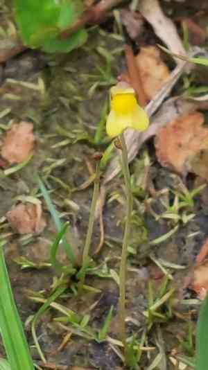 Bladderwort(Utricularia bifida)