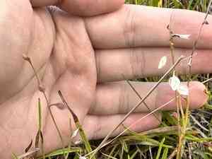 Bladderwort(Utricularia bifida)
