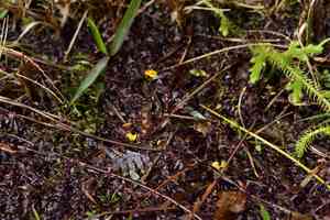 Bladderwort(Utricularia bifida)