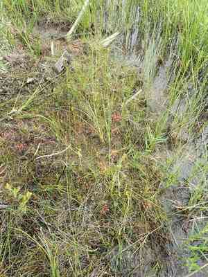 Horned bladderwort(Utricularia cornuta)